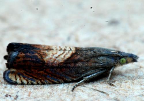 Réf. 267 285 : Dichrorampha heegerana